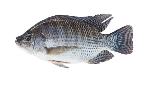 Tilepia